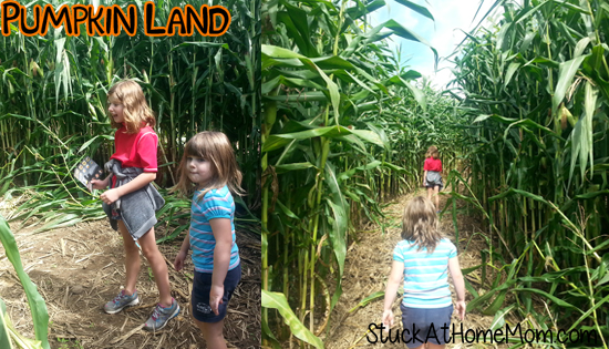 Pumpkin Land Corn Maze