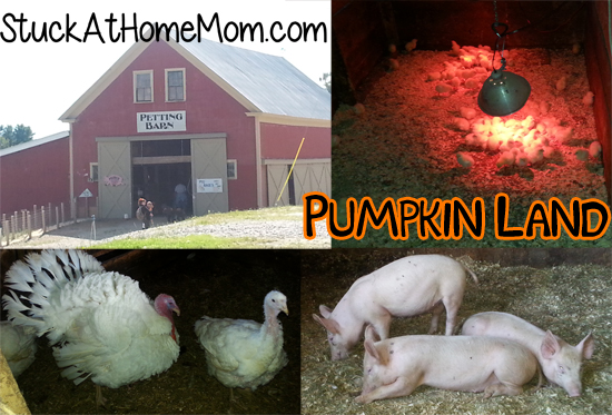 Pumpkin Land Petting Barn