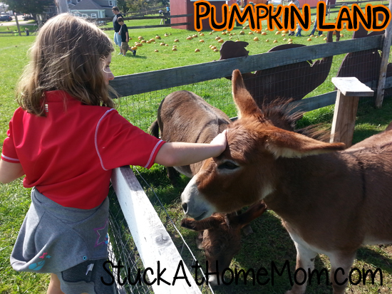 Pumpkin Land Petting Zoo