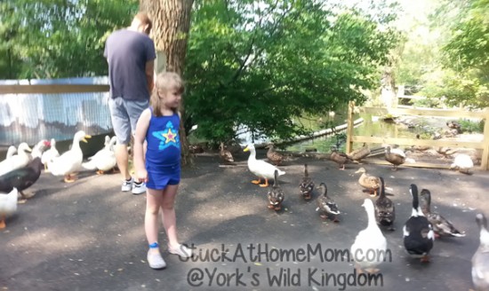 York's Wild Kingdom #YorksWildKingdom