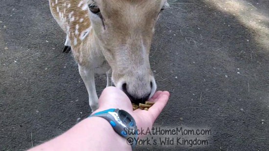 York's Wild Kingdom #YorksWildKingdom