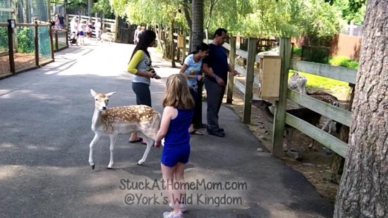 York's Wild Kingdom #YorksWildKingdom