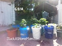 Bucket Garden Container 
