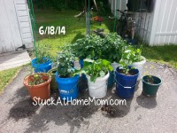 Bucket Garden Container 