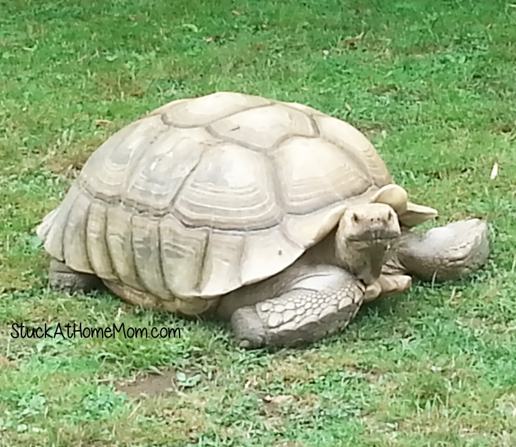 York's Wild Kingdom #Zoo #AmusementPark