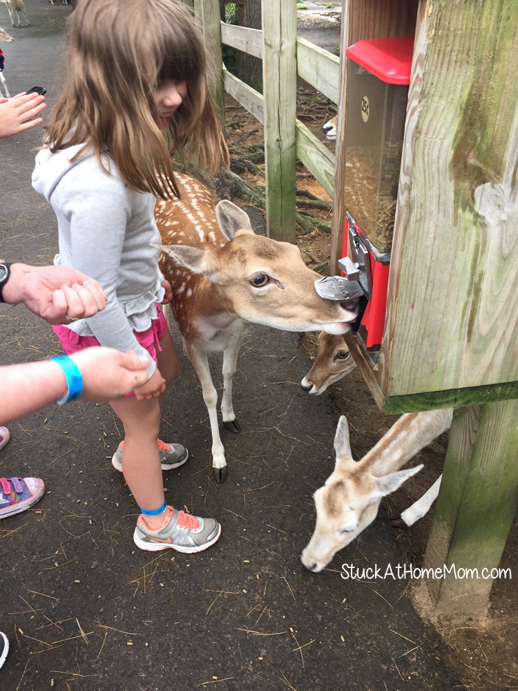 York's Wild Kingdom #Zoo #AmusementPark