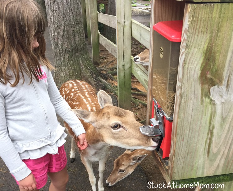 York's Wild Kingdom #Zoo #AmusementPark