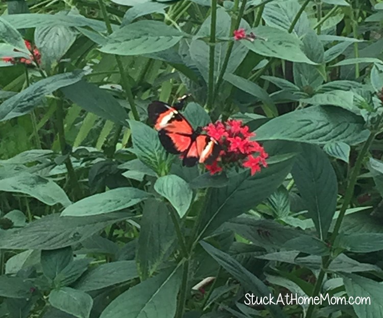 York's Wild Kingdom #Zoo #AmusementPark