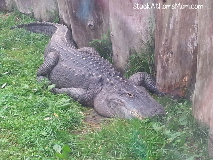 York's Wild Kingdom #Zoo #AmusementPark