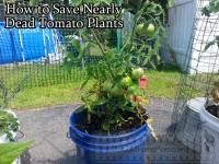 How to Save Nearly Dead Tomato Plants @DwellSmart @TerraCycle