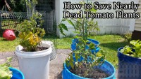 How to Save Nearly Dead Tomato Plants @DwellSmart @TerraCycle