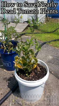 How to Save Nearly Dead Tomato Plants @DwellSmart @TerraCycle