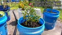 How to Save Nearly Dead Tomato Plants @DwellSmart @TerraCycle