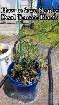 How to Save Nearly Dead Tomato Plants @DwellSmart @TerraCycle