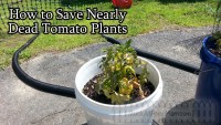 How to Save Nearly Dead Tomato Plants @DwellSmart @TerraCycle