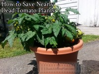 How to Save Nearly Dead Tomato Plants @DwellSmart @TerraCycle