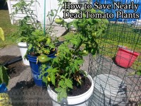 How to Save Nearly Dead Tomato Plants @DwellSmart @TerraCycle