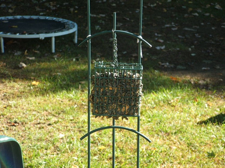 How to Make a Squirrel Feeder