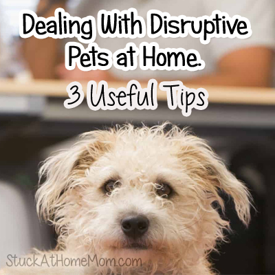 Dealing With Disruptive Pets at Home 3 Useful Tips