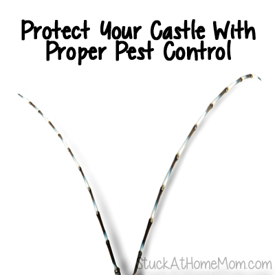 Protect Your Castle With Proper Pest Control
