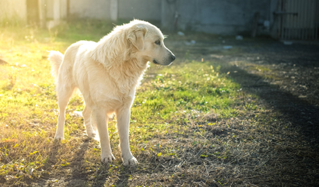 How to Protect Your Dog in the Summer