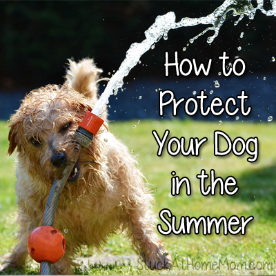 How to Protect Your Dog in the Summer