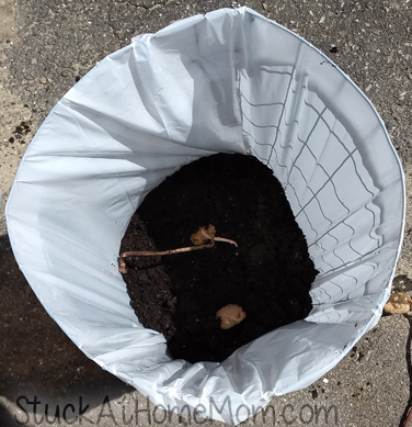 How to Plant Potatoes in a Trash Bag