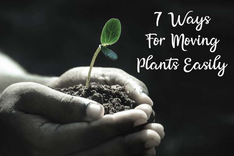 7 Ways For Moving Plants Easily 7 Ways For Moving Plants Easily