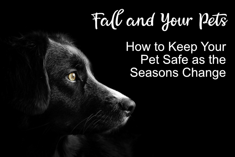 Fall and Your Pets: How to Keep Your Pet Safe as the Seasons Change Fall and Your Pets: How to Keep Your Pet Safe as the Seasons Change