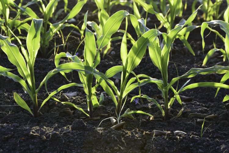 Tips on Tackling Common Garden Pests Tips on Tackling Common Garden Pests
