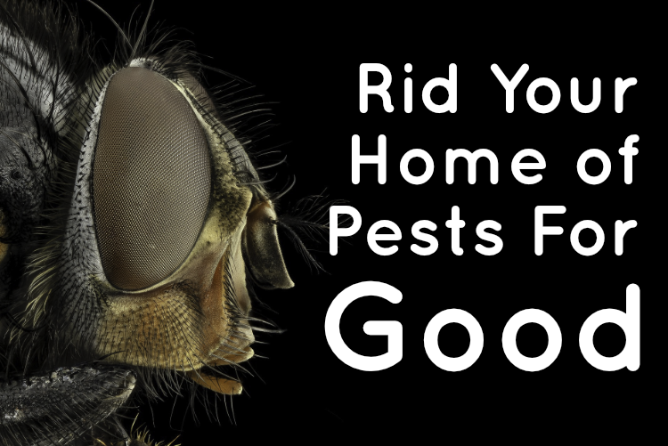 Rid Your Home of Pests For Good Rid Your Home of Pests For Good