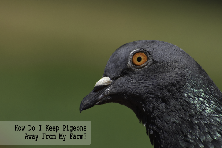 How Do I Keep Pigeons Away From My Farm? How Do I Keep Pigeons Away From My Farm?
