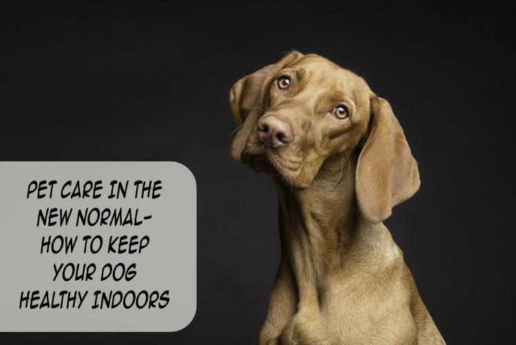 Pet Care In The New Normal- How To Keep Your Dog Healthy Indoors Pet Care In The New Normal- How To Keep Your Dog Healthy Indoors