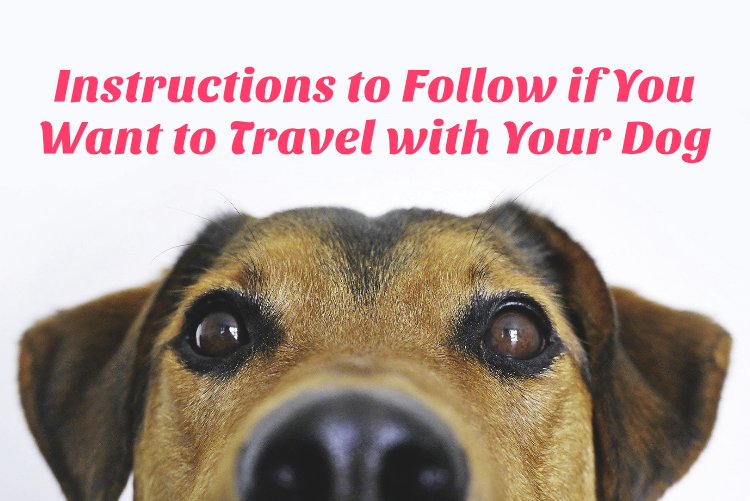 Instructions to Follow if You Want to Travel with Your Dog Instructions to Follow if You Want to Travel with Your Dog