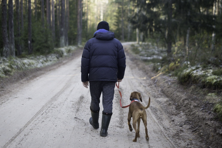 Instructions to Follow if You Want to Travel with Your Dog