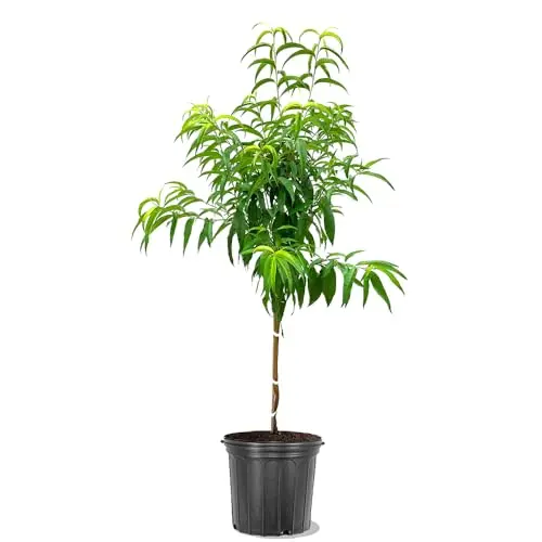 Elberta Peach Tree with green leaves in nursery container