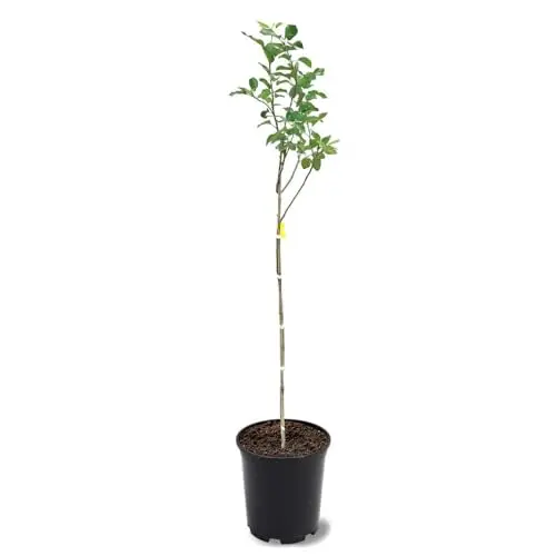 Red Delicious Apple Tree with green leaves in nursery pot