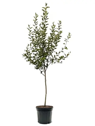 Fuji Apple Tree in large nursery pot with healthy foliage