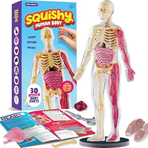 Dan&Darci human anatomy model with squishy removable organs