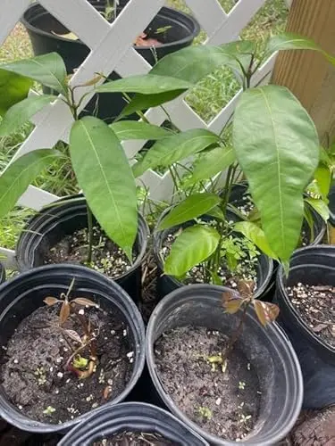 Carrie Mango Tree seedling with green leaves in container
